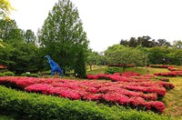 茶臼山公園のツツジ