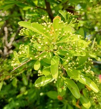 初夏の小さな庭で