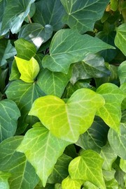 蔦が足に絡まって