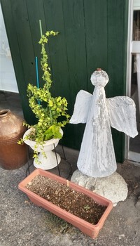 残暑見舞いが届く