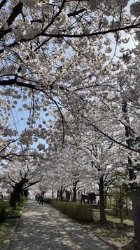 ✿*:･ﾟ桜　満開〜⁽⁽ଘ( ˊᵕˋ )ଓ⁾⁾ ✿*: