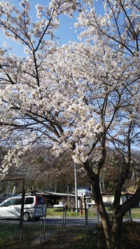 ✿*:･ﾟ4月　善光寺大勧進お寺ヨガ　満席となりました✿*:･ﾟ