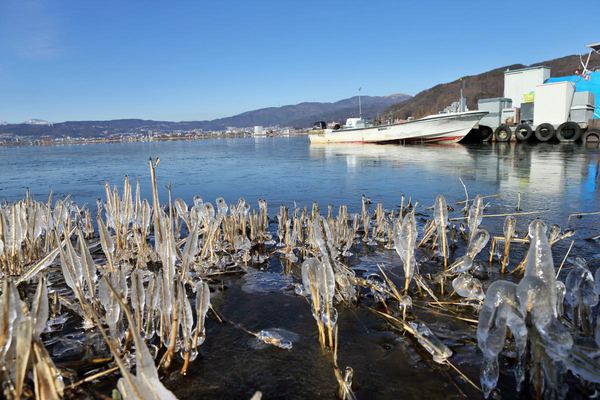 信州　諏訪湖　氷始める湖岸　いよいよ冬到来