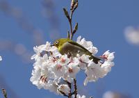 桜の蜜　メジロ　ヒヨドリ　岡谷市やまびこ公園