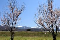 茅野市　糸萱地区の桜と八ヶ岳