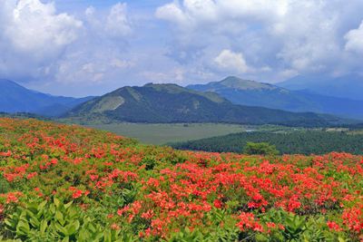 霧ヶ峰　車山肩　レンゲツツジ　2014