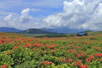 霧ヶ峰　車山肩　レンゲツツジ　2014