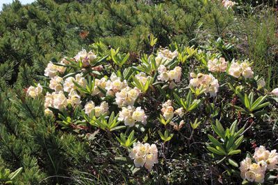 八ヶ岳横岳　コマクサとシャクナゲ　2014　高山植物
