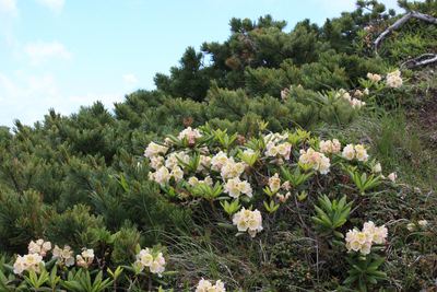 八ヶ岳横岳　コマクサとシャクナゲ　2014　高山植物