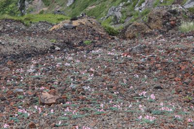 八ヶ岳横岳　コマクサとシャクナゲ　2014　高山植物