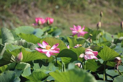 井戸尻遺跡　大賀ハス満開　富士見町