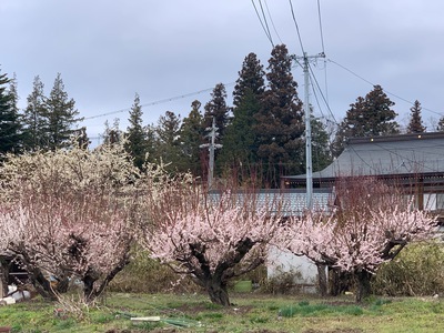 3月に桜開花　高島城　2020年