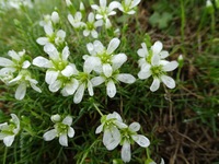 8月八ヶ岳　横岳　高山植物　白い花特集