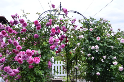 信州暮らしパｰトナｰ 宅建協会諏訪支部 15 バラが咲いた つるバラの競演 ローズガーデン