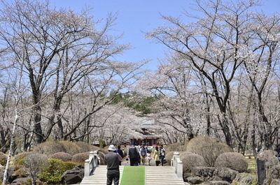 蓼科高原　聖光寺　桜　茅野市