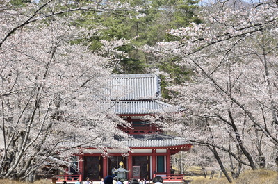 蓼科高原　聖光寺　桜　茅野市