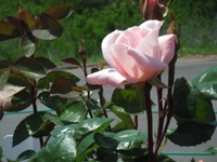 しあわせの薔薇の花
