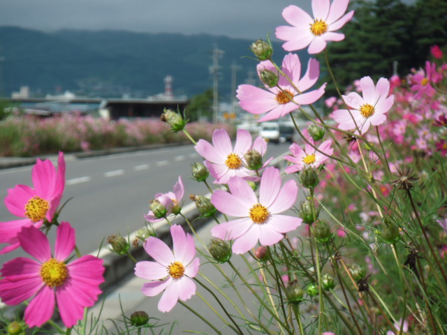 コスモス街道