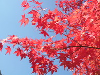 紅葉スポット片桐ダム