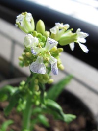 だいこんの花