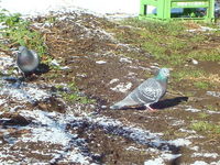 冬場の鳥たち・・・・・助け合うということ。