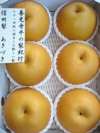 秋のお月様のような梨・・・21世紀生まれの「あきづき」