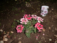 ☆お花☆
