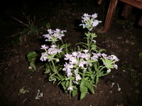 ☆お花☆