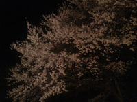 夜桜＆ニラせんべい