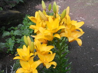 ユリの花