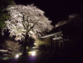 お花見　光前寺