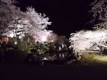 お花見　光前寺