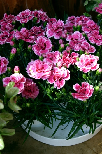 春ですね。素敵な花鉢いかがですか～～？？