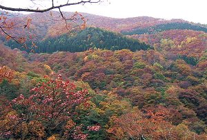 松川渓谷（高山温泉郷）の紅葉