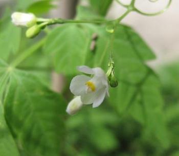 「フウセンカズラ」の花です