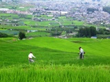 棚田の草刈～市民プールオープン