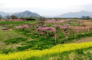 子供と「菜の花」ポタリング＠千曲サイクリング道路は桃源郷