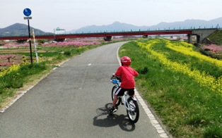 子供と「菜の花」ポタリング＠千曲サイクリング道路は桃源郷