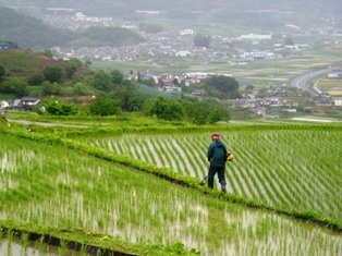 棚田草刈り