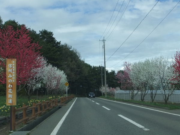 花桃街道　信州みのわ花街道　日本風景街道認定