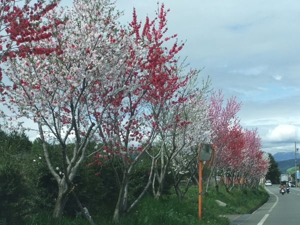 花桃街道　信州みのわ花街道　日本風景街道認定