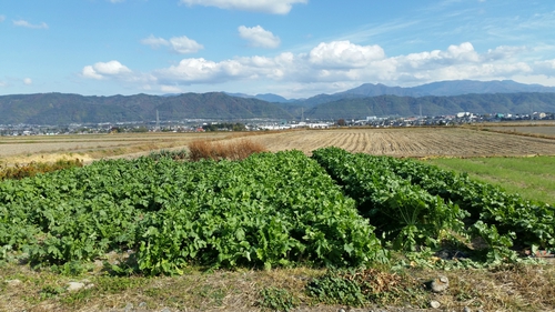 拾ヶ堰とあずみ野やまびこ自転車道①