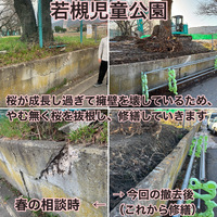 桜の木を抜根すること