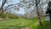 桜巡り7