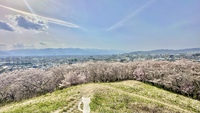 桜巡り8