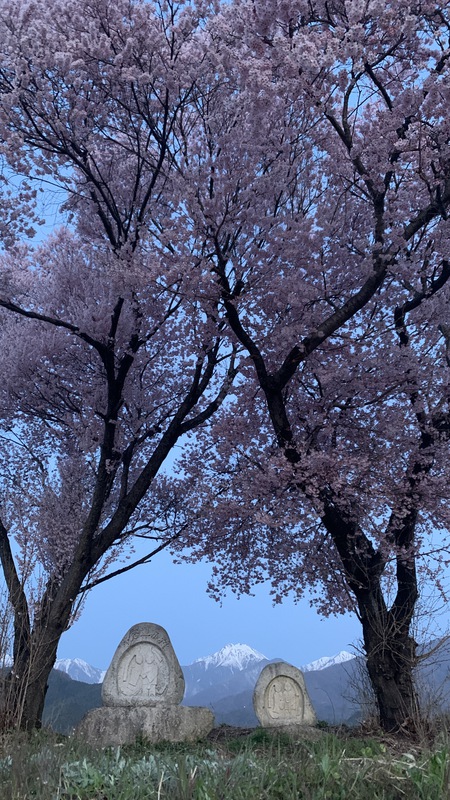 4月スタート！安曇野の桜は満開