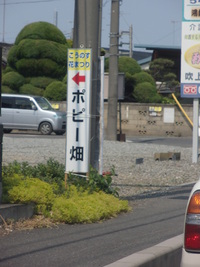 鴻巣のポピー畑は綺麗だと情報入手に荒川河川敷へ・・・