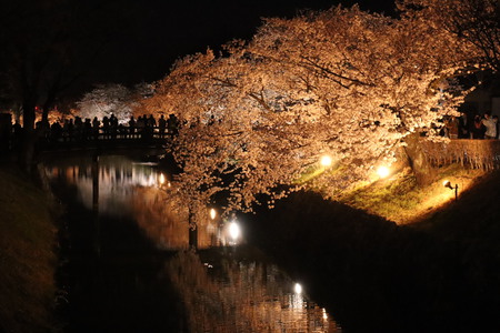 松本城の夜桜を眺める