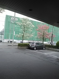バースデー休暇／２４年４月２４日