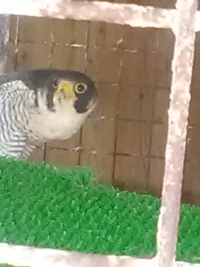 ２４年５月１１日の須坂市動物園その１